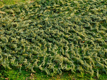 松針偽裝網(wǎng) 松針偽裝網(wǎng)