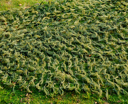 松針偽裝網(wǎng) 松針偽裝網(wǎng)